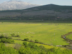 Ovce na Zegarskom polju